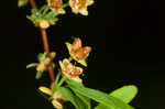 Thunberg's meadowsweet